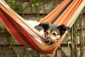 Die Hängematte- für Mensch und Tier perfekt zum Relaxen
